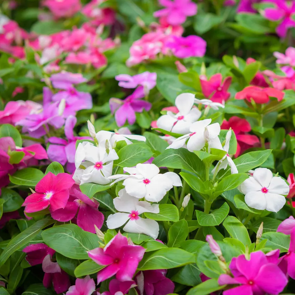 VEGSOW Vinca Seeds - Tall Mix