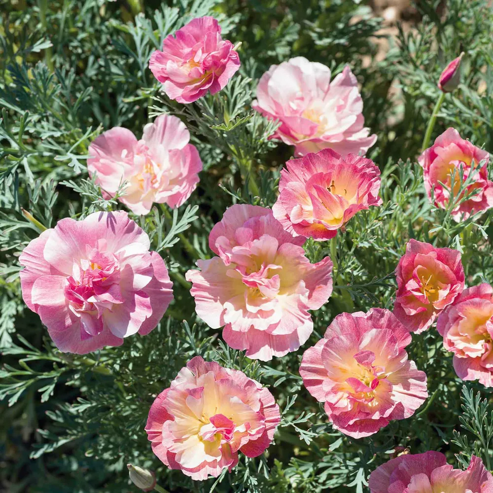 VEGSOW California Poppy Seeds - Thai Silk Appleblossom Chiffon