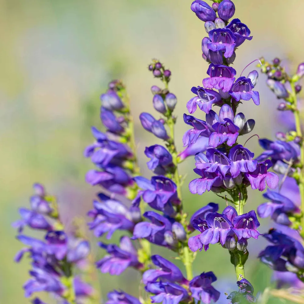 Rocky Mountain Penstemon Seeds (Penstemon strictus) - Native Perennial Wildflower