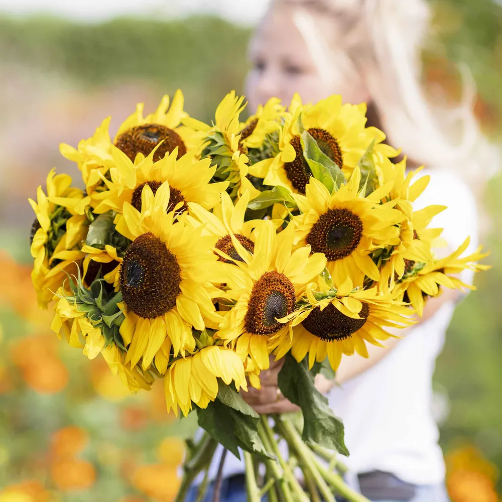 VEGSOW Henry Wilde Sunflower Seeds for Home Gardening