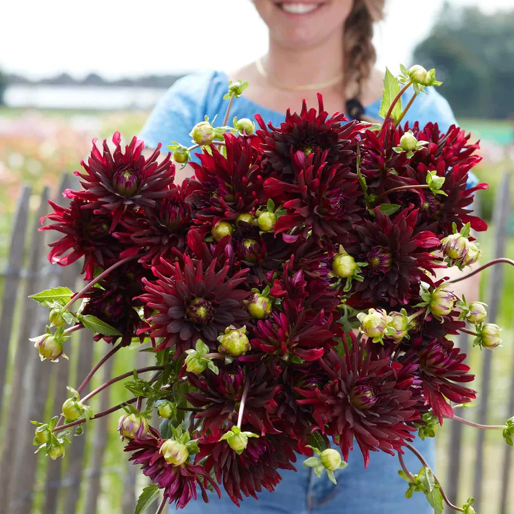 VEGSOW Chat Noir Cactus Dahlia Tubers - Deep Red Decorative Flower Bulbs
