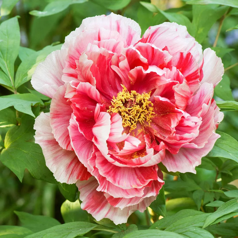 VEGSOW Tree Peony Roots - Camouflage 'Shima-Nishiki' Bare Root Perennial
