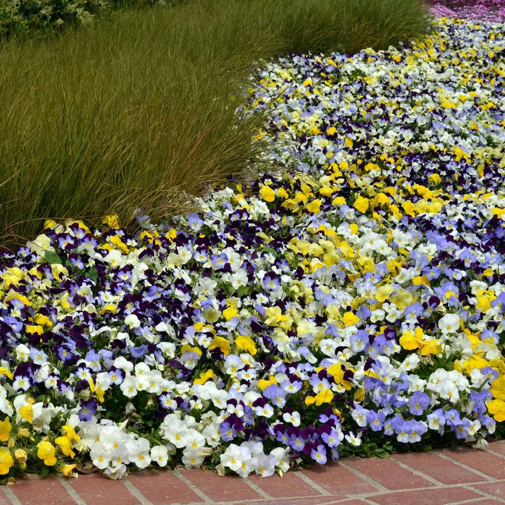 VEGSOW Pansy Seeds - Cool Wave Mix