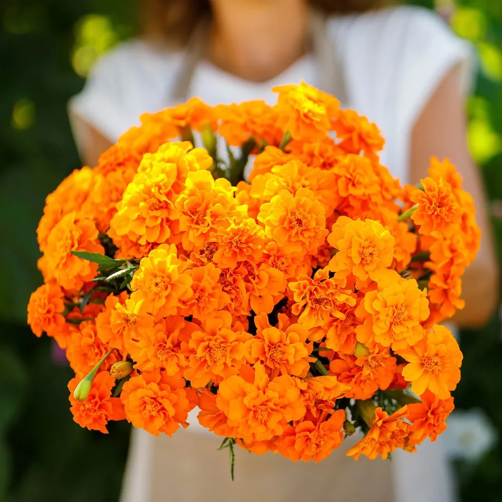 VEGSOW French Marigold Seeds (Double) - Tangerine