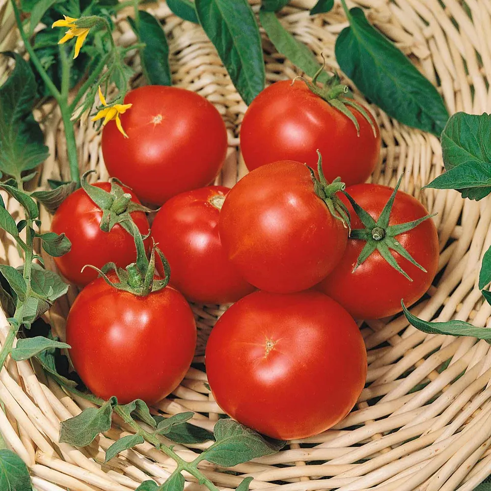 VEGSOW Celebrity Plus Tomato Seeds - Determinate Hybrid Variety