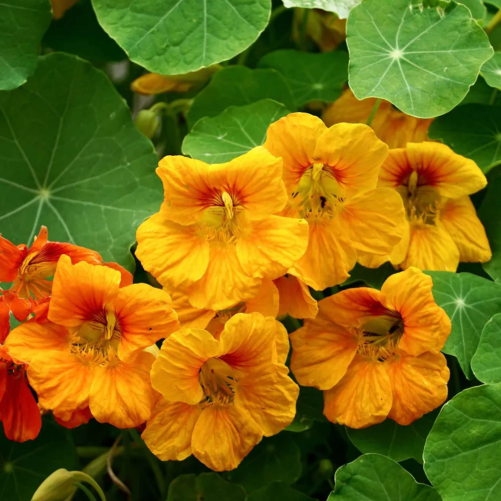 VEGSOW Orange Gleam Nasturtium Seeds - Vibrant Heirloom Flower Seeds