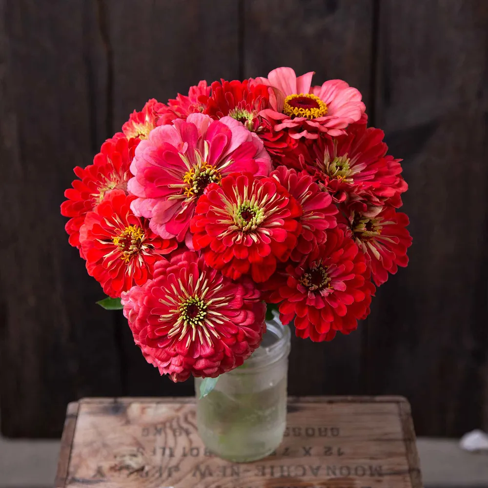 VEGSOW Giant Coral Zinnia Seeds - Organic Heirloom Flower Seeds