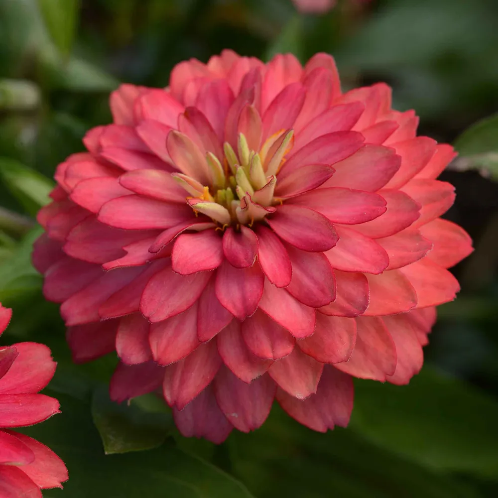 VEGSOW Double Zahara Salmon Zinnia Seeds - Heat-Tolerant Annual Flower