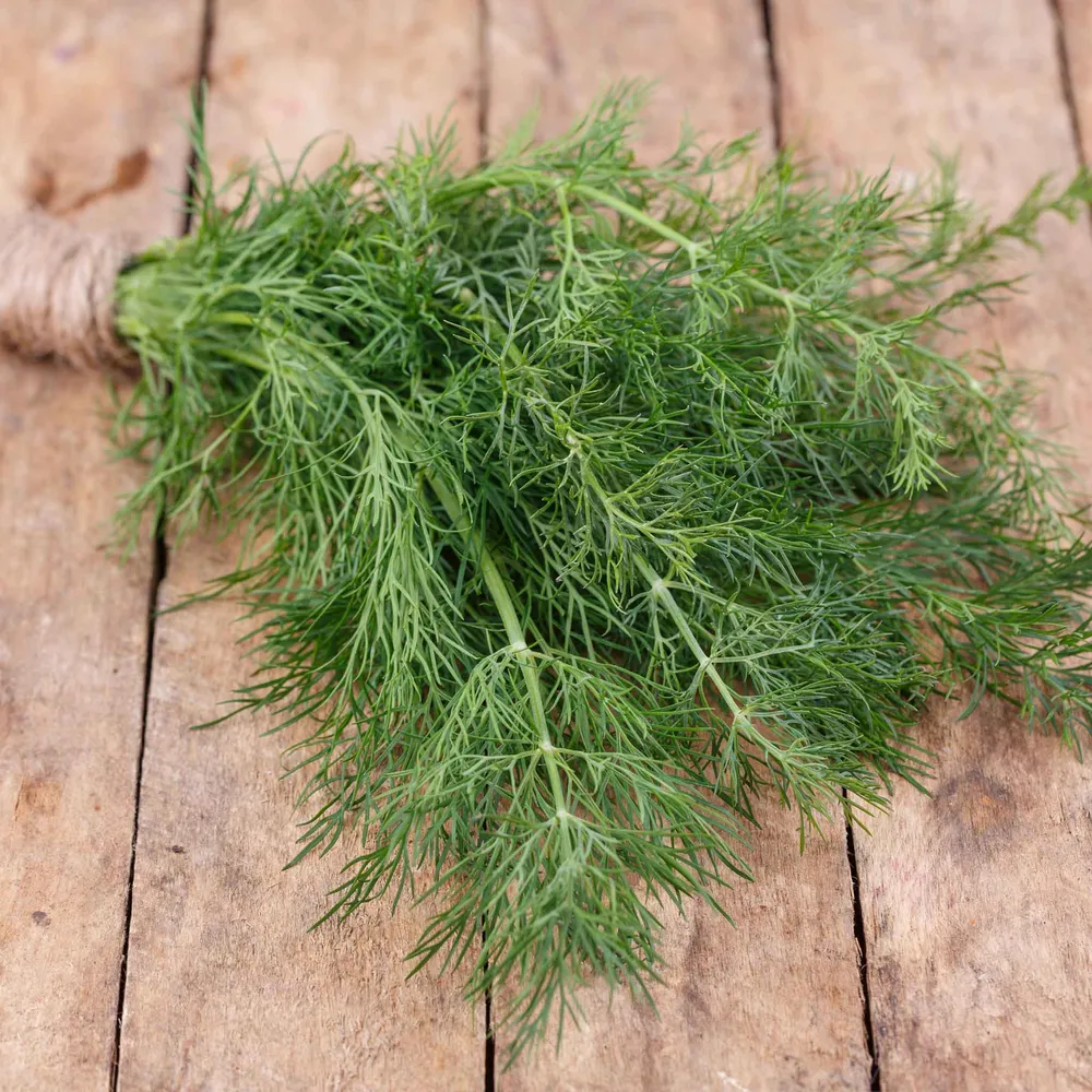 VEGSOW Elephant Dill Seeds - Heirloom Herb Variety for Home Gardening