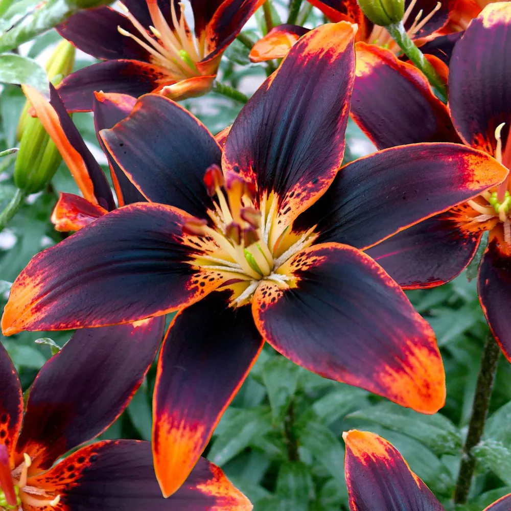VEGSOW Asiatic Lily Bulbs - Starlette