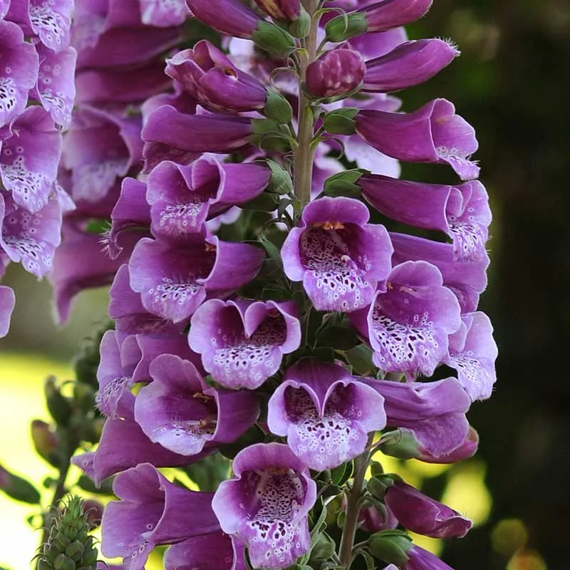 VEGSOW Dalmatian Purple Foxglove Seeds - Digitalis Purpurea