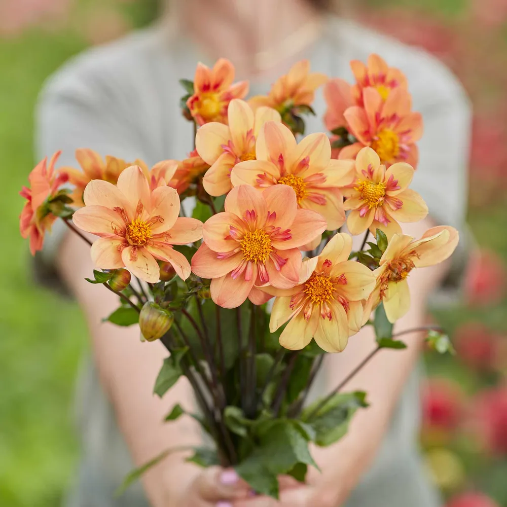 VEGSOW Kelsey Anne Joy Collarette Dahlia Tubers