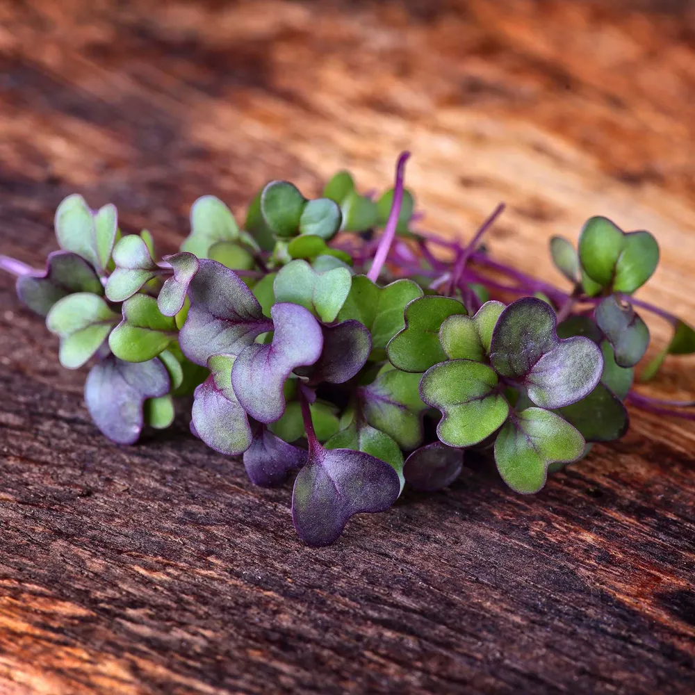 VEGSOW Pakchoi Arax Microgreen Seeds for Indoor Gardening