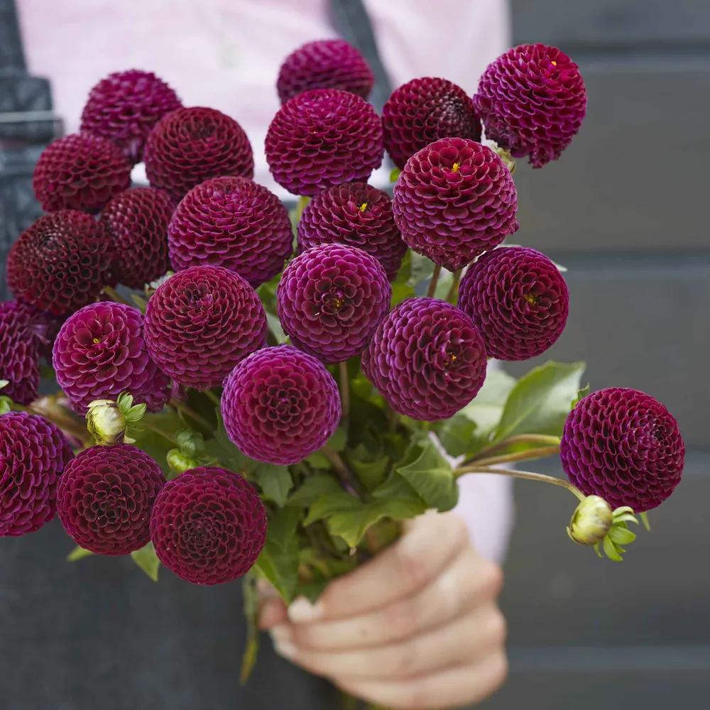 VEGSOW Moor Place Pompon Dahlia Tubers - Professional Grade Flower Bulbs