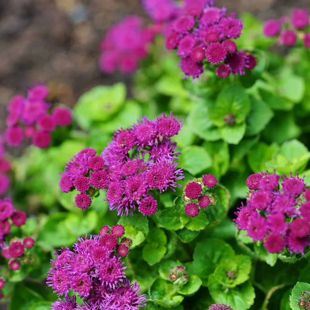 VEGSOW Red Flint Ageratum Seeds - Vibrant Annual Flower Seeds