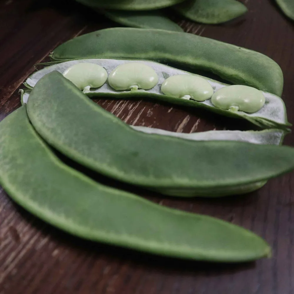 VEGSOW Burpee Improved Bush Lima Bean Seeds for Home Vegetable Gardening