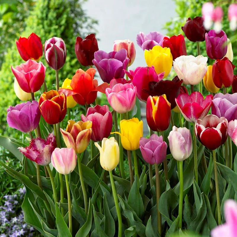 VEGSOW Tulip Bulbs - Triumph Mix Assorted Spring Flowering Bulbs