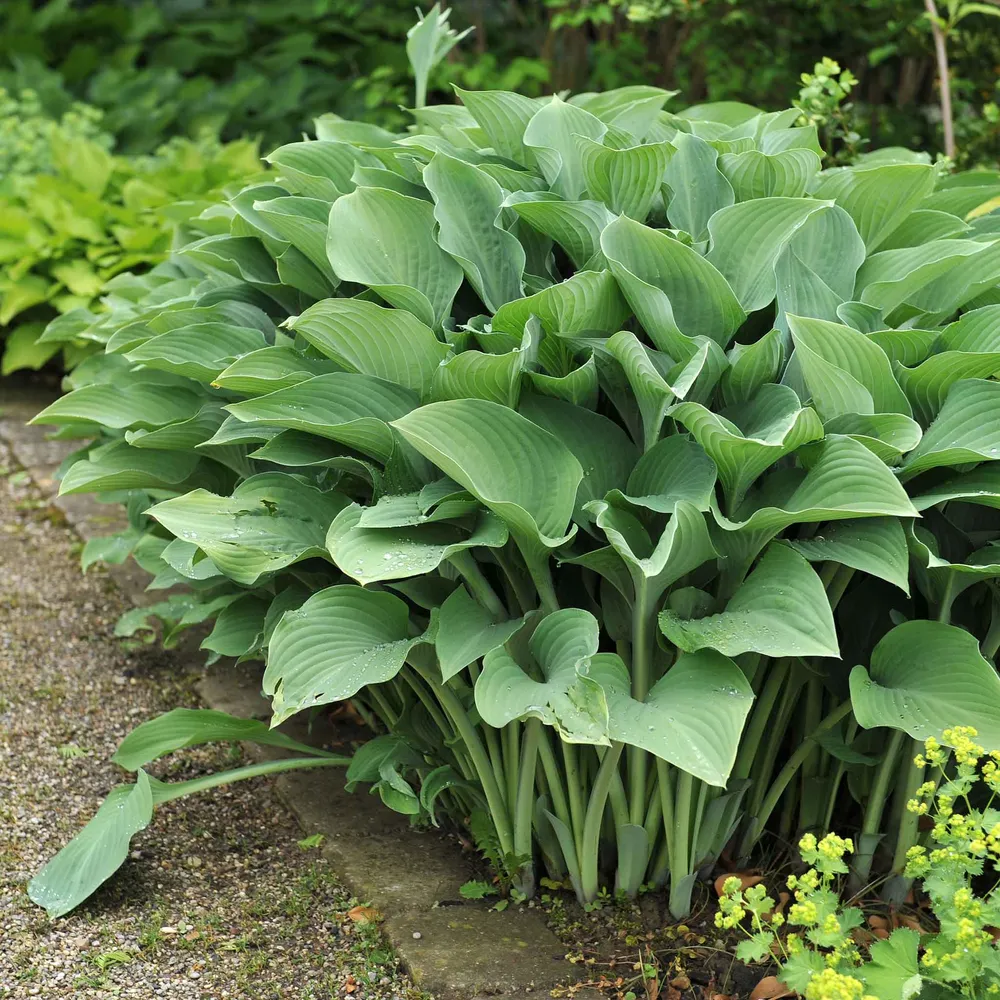 Krossa Regal Hosta Bare Roots - Perennial Shade Garden Plant
