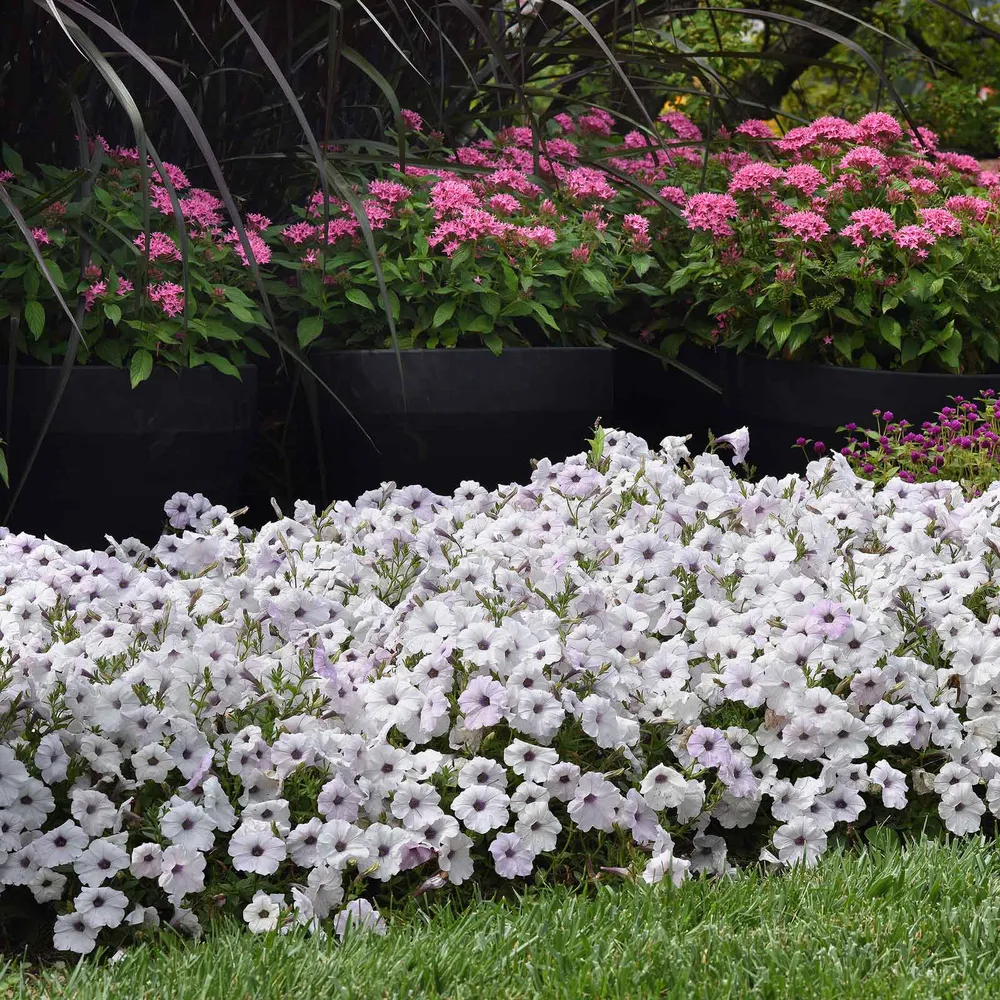 VEGSOW Easy Wave Silver Petunia Seeds - Spreading Annual Flower Seeds