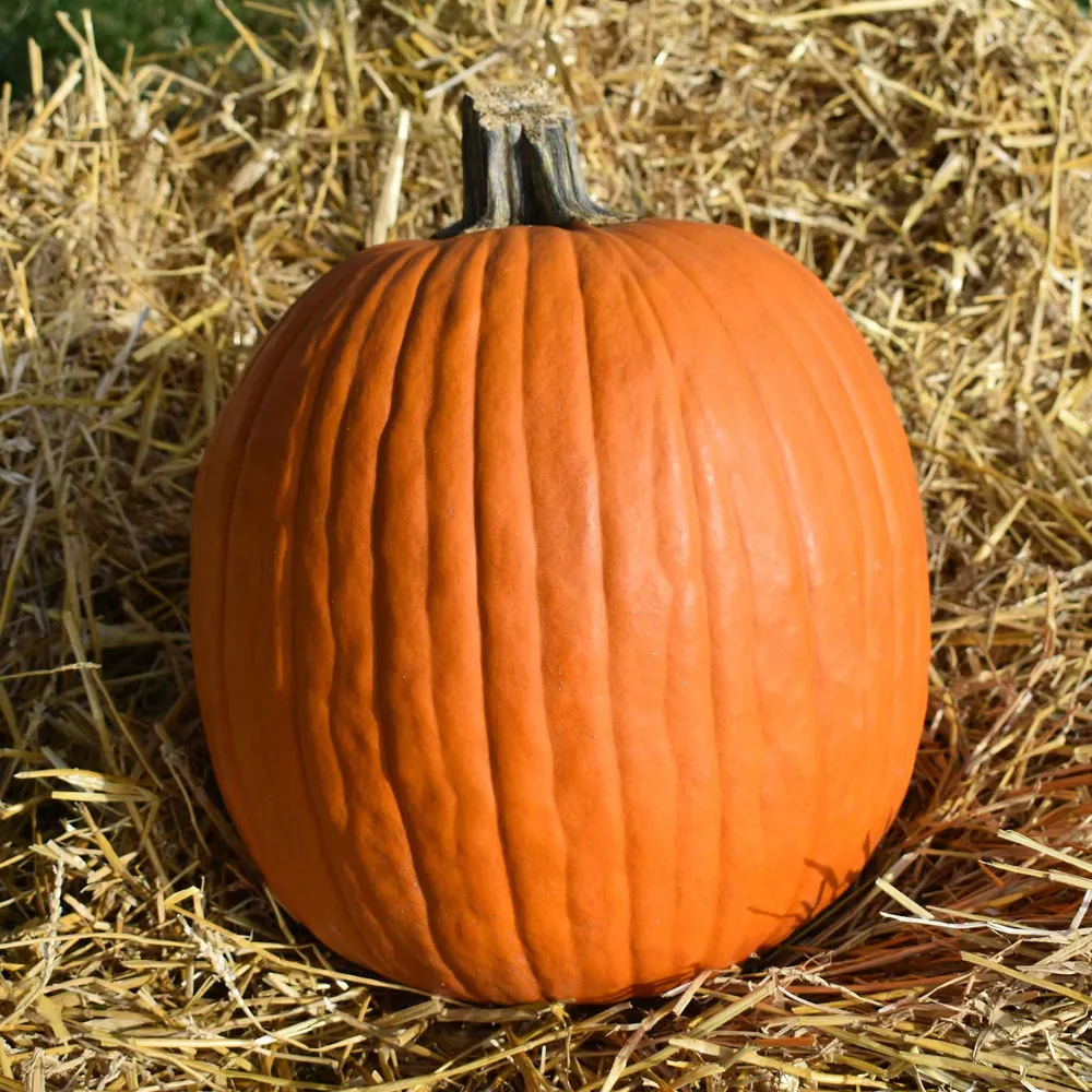 VEGSOW Howdens Field Pumpkin Seeds - Heirloom Variety for Seasonal Harvest