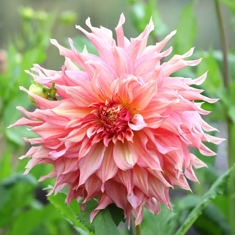 VEGSOW Dinnerplate Dahlia Tubers - Penhill Watermelon