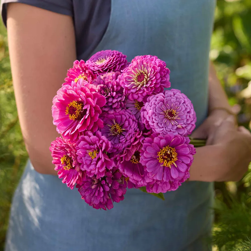 VEGSOW Benary's Giant Lilac Zinnia Seeds - Tall Heirloom Flower Seeds