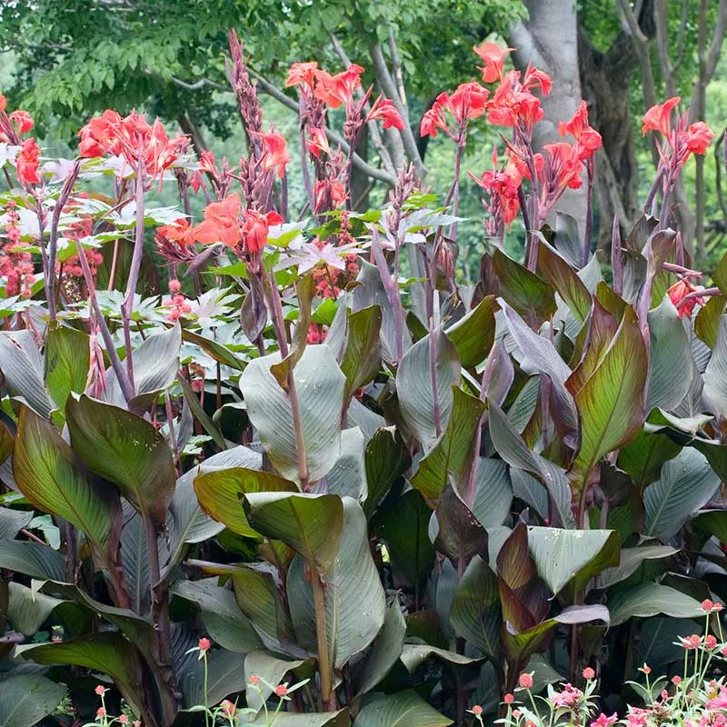 VEGSOW Canna Lily Bulbs - Perennial Flowering Rhizomes for Garden Planting