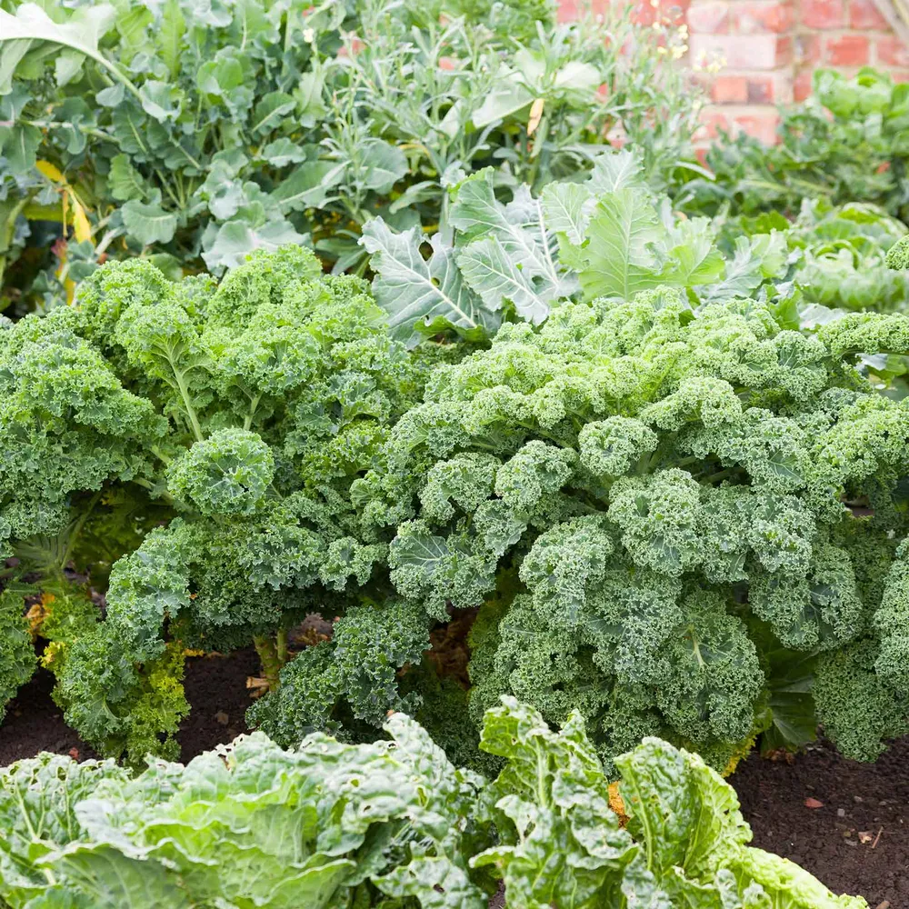 VEGSOW Blue Curled Scotch & Vates Kale Seeds - Heirloom Vegetable Garden Seeds