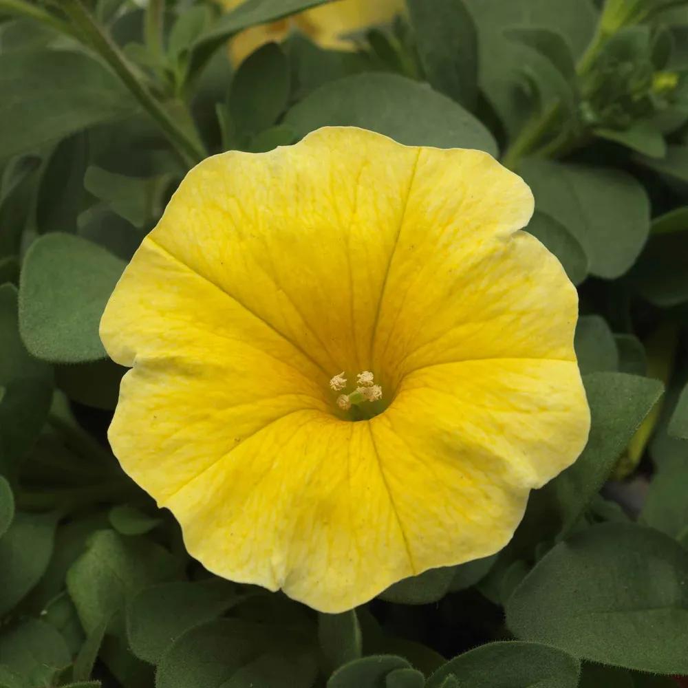 VEGSOW Petchoa Seeds - Caliburst Yellow