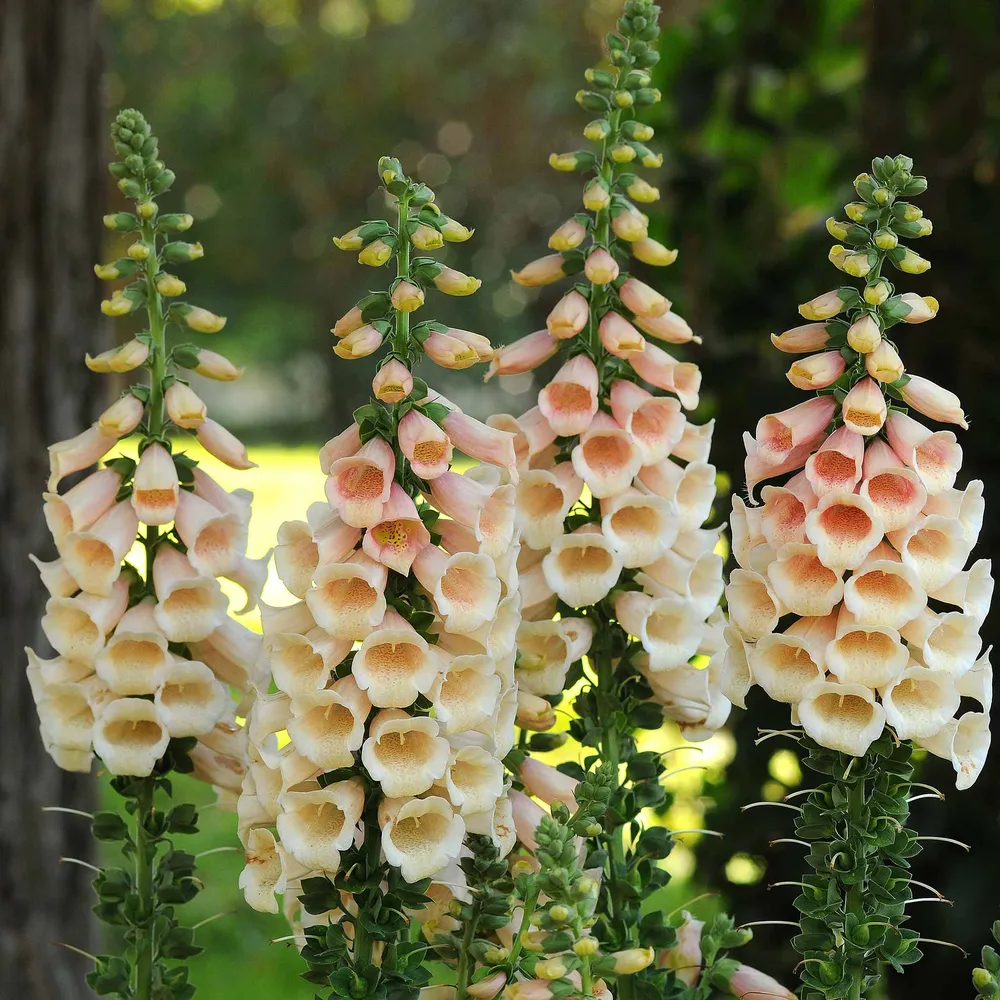 Dalmatian Peach Foxglove Seeds - Digitalis Purpurea Flower Seeds