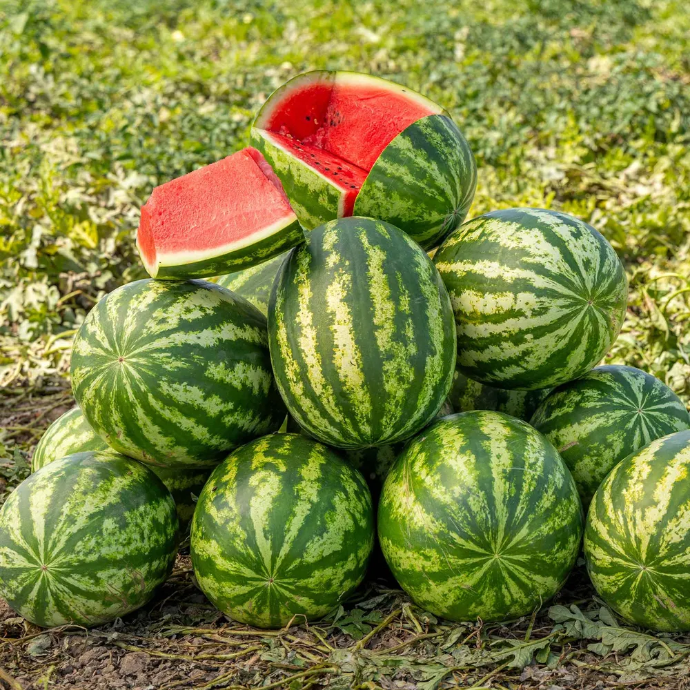 VEGSOW Klondike Blue Ribbon Striped Watermelon Seeds