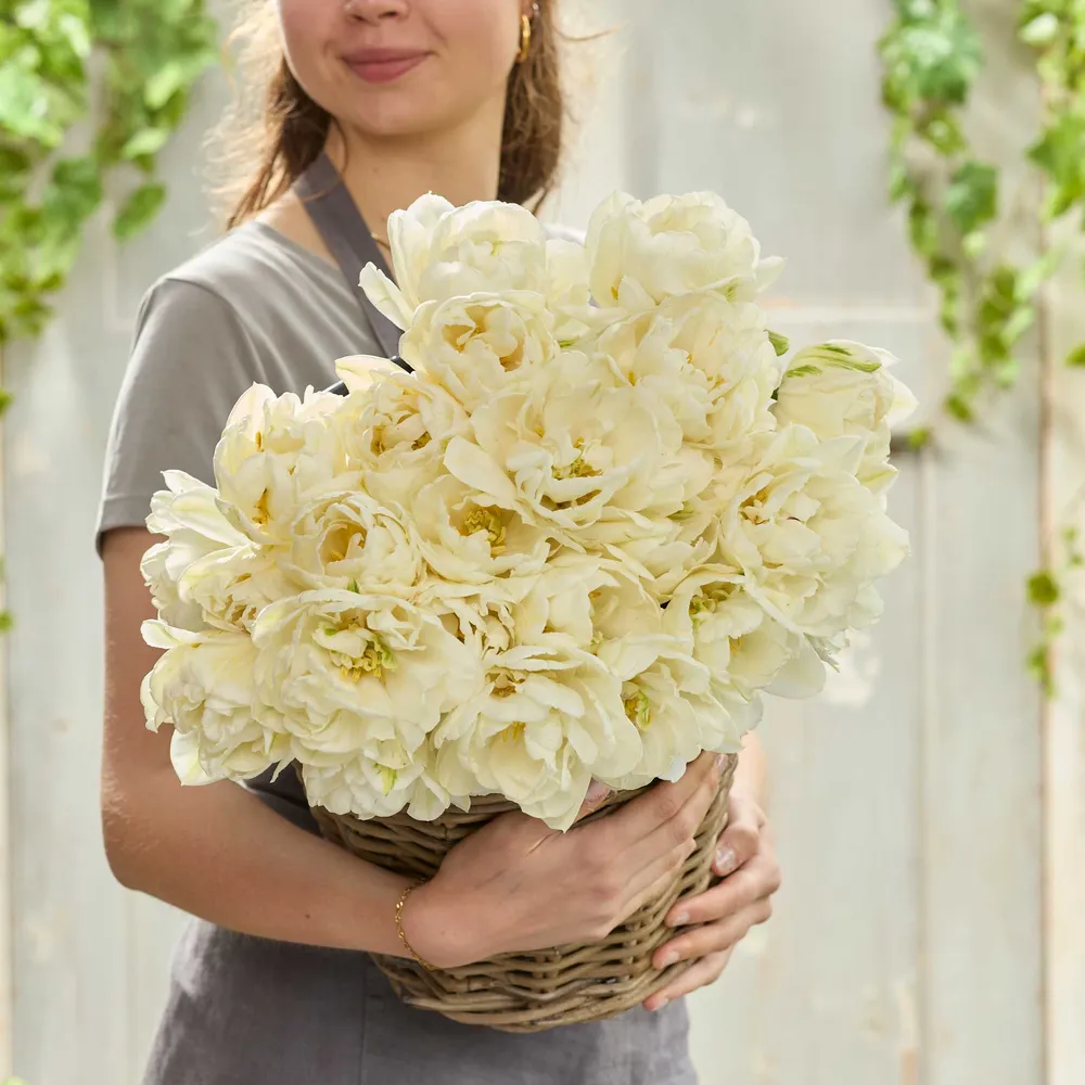VEGSOW Mount Tacoma Tulip Bulbs - Double Late White Flowering Bulbs