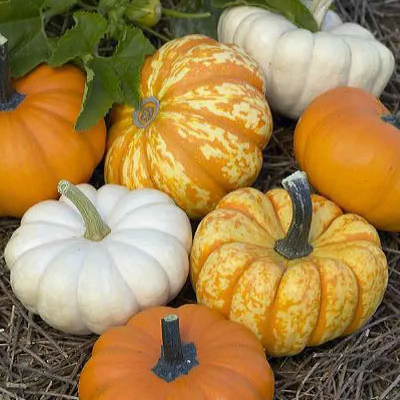 VEGSOW Pumpkin Seeds - Mini Harvest Blend
