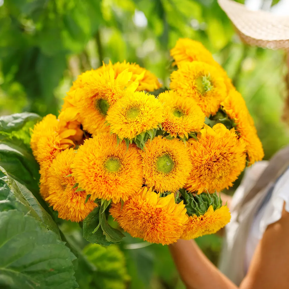 VEGSOW Sungold Dwarf Sunflower Seeds - Compact Garden Variety