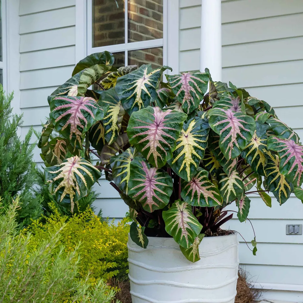 VEGSOW Royal Hawaiian® Waikiki Elephant Ear Bulbs