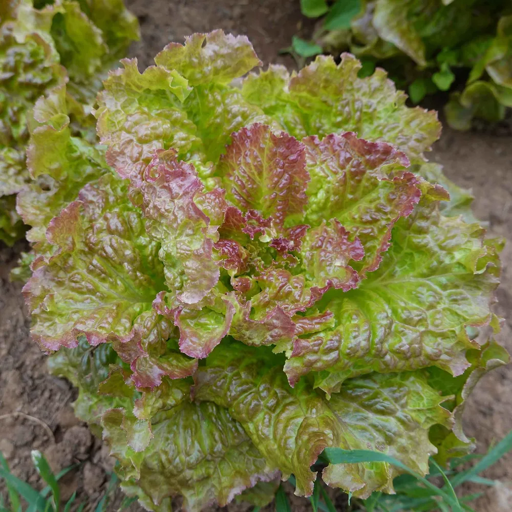 VEGSOW Prizehead Lettuce Seeds - Heirloom Leaf Lettuce for Home Gardens