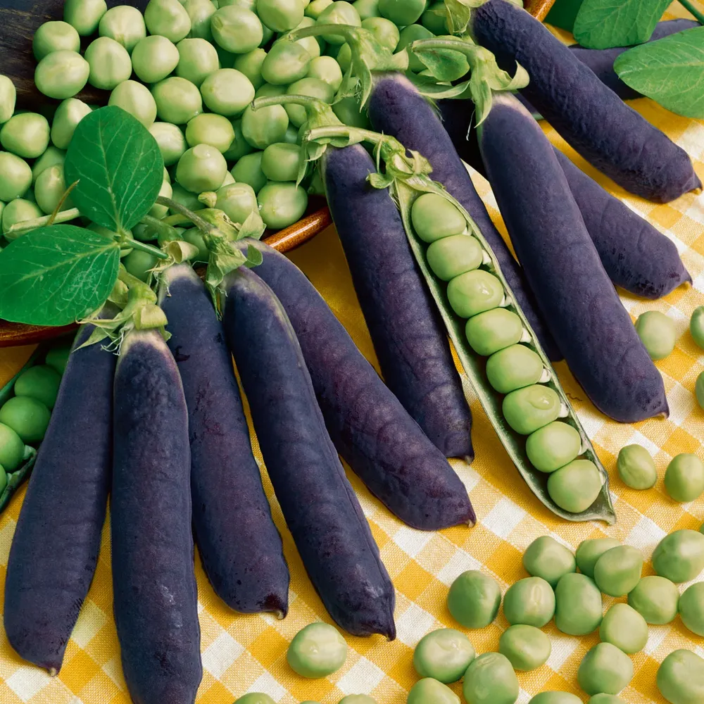 VEGSOW Organic Blue Shelling Pea Seeds - Heirloom Vegetable Planting Seeds