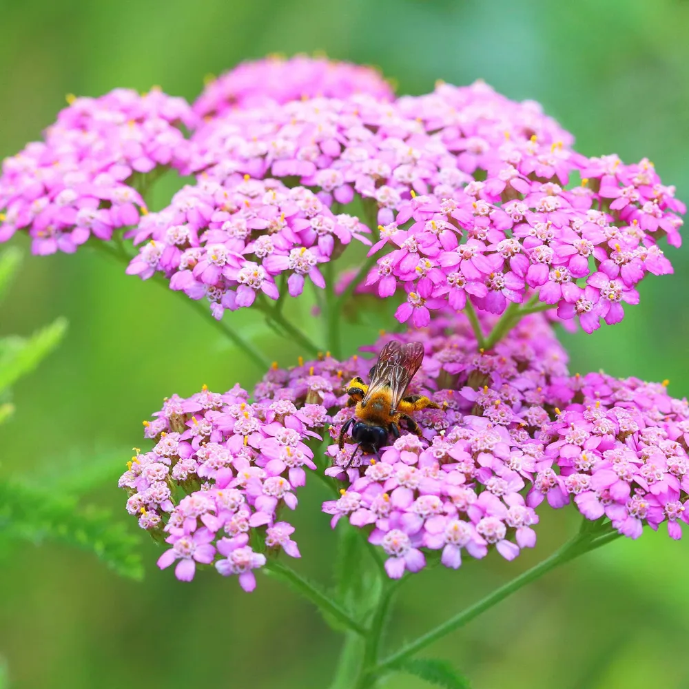 VEGSOW Yarrow Seeds - Cerise Queen