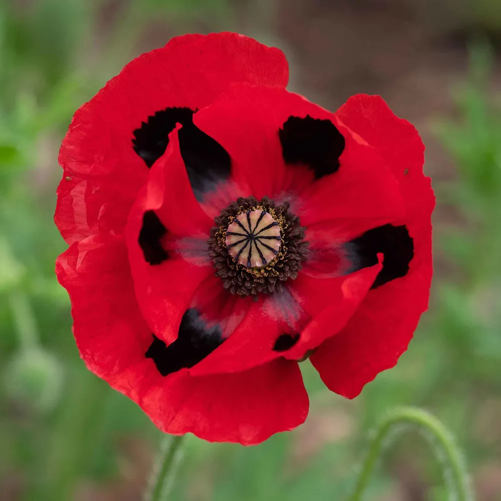 VEGSOW Lady Bird Poppy Seeds - Heirloom Annual Flower Seeds