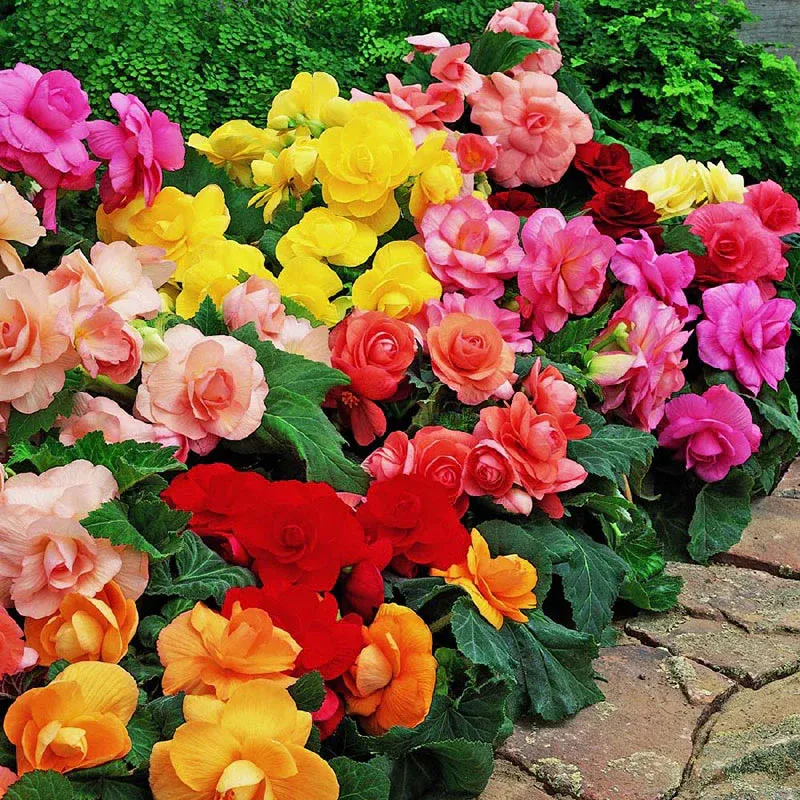 VEGSOW Roseform Begonia Tubers - Mixed Colors Flower Bulbs