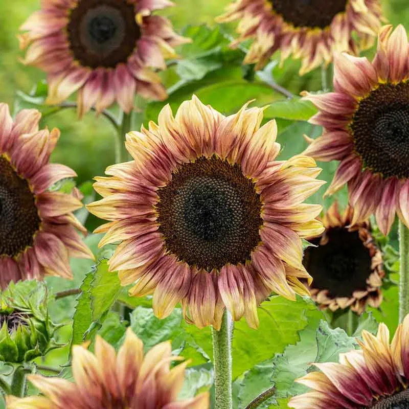 VEGSOW ProCut Plum Sunflower Seeds - Large Seed Variety for Sprouting