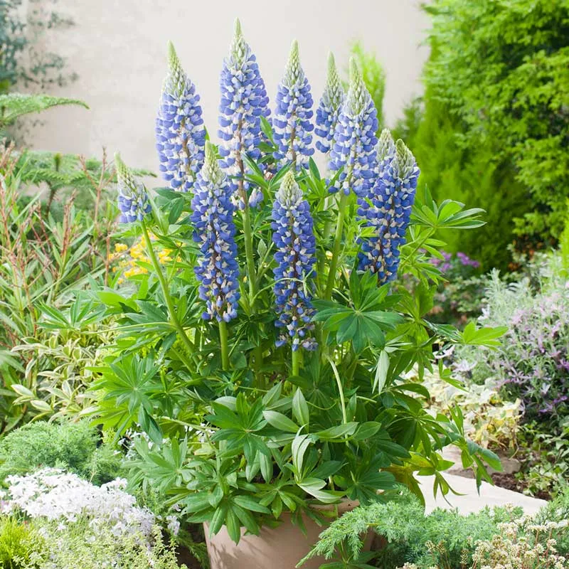 VEGSOW Russell Lupine Seeds - The Governor