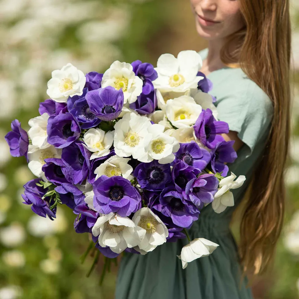 VEGSOW Anemone Bulbs - Cote d'Azur Mix