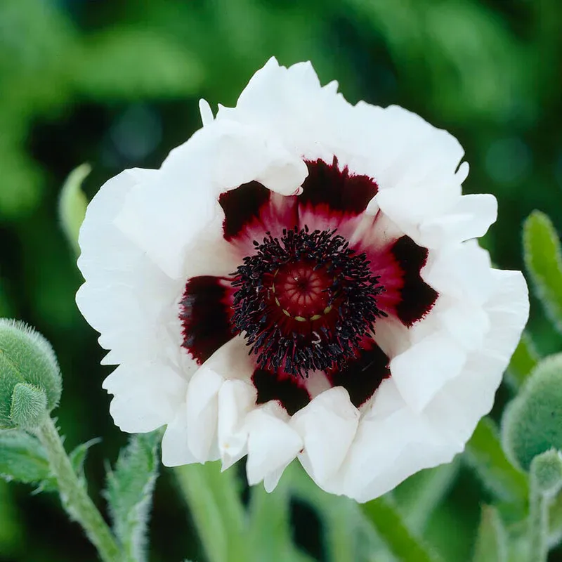 Papaver Orientale Roots - Royal Wedding