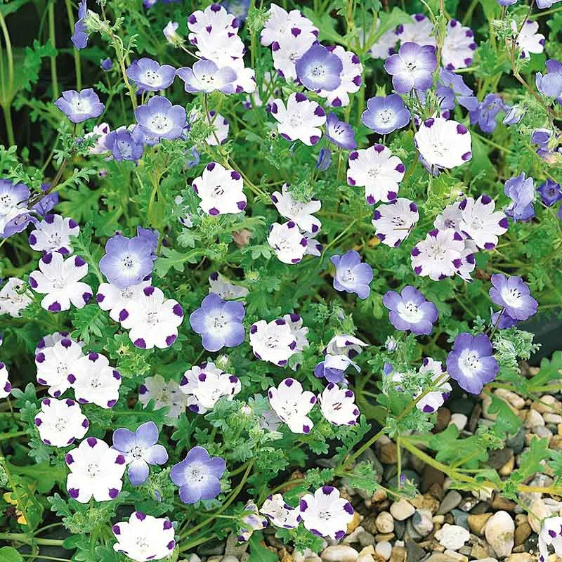 VEGSOW Nemophila Seeds - Mixed Wildflower Varieties for Garden Cultivation