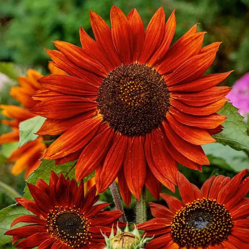 VEGSOW Velvet Queen Sunflower Seeds - Heirloom Annual Flower Seeds