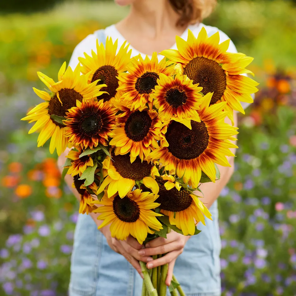 VEGSOW Ring of Fire Sunflower Seeds - Premium Planting Seeds for Sprouting and Microgreens
