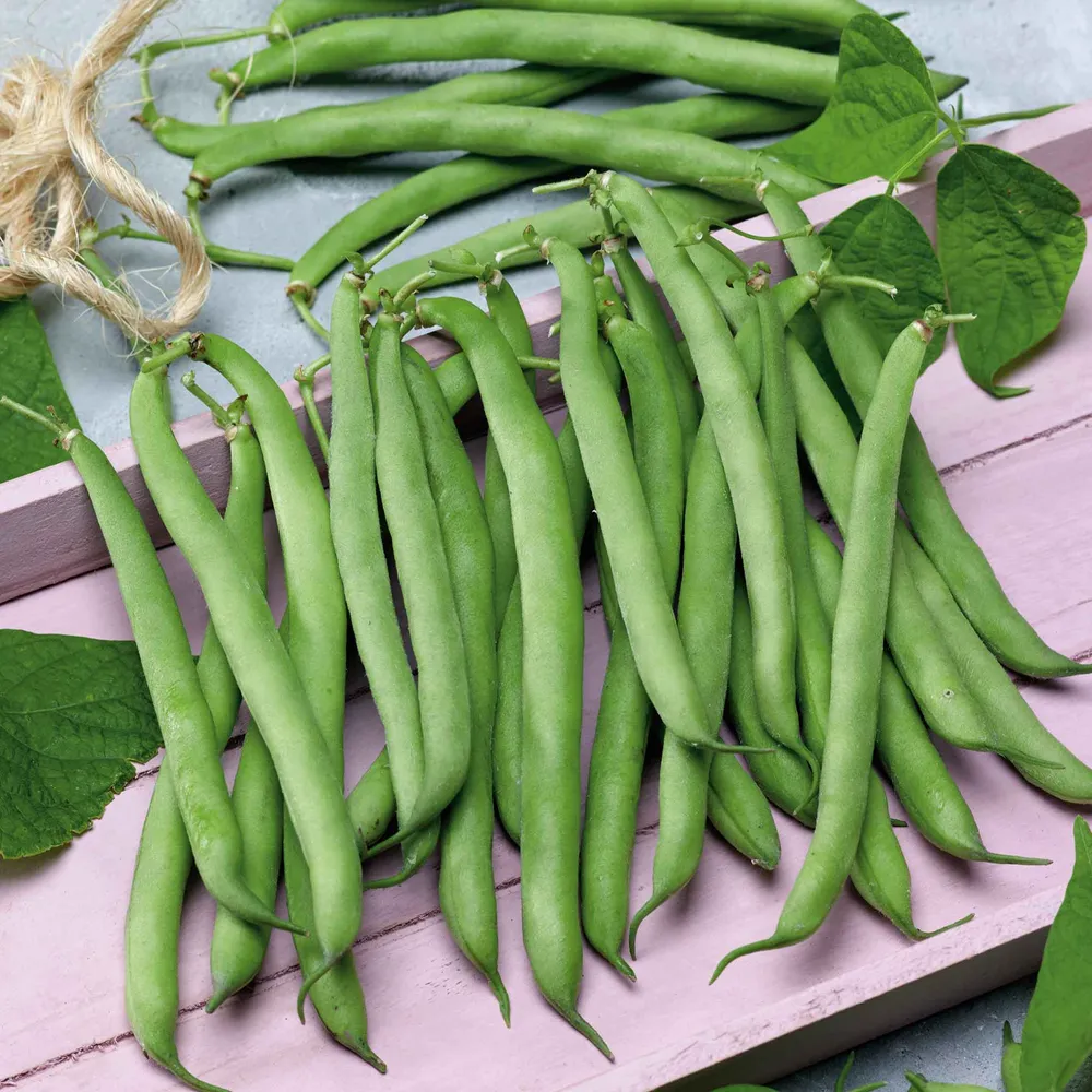 VEGSOW Tendergreen Bush Bean Seeds - High-Purity Heirloom Variety