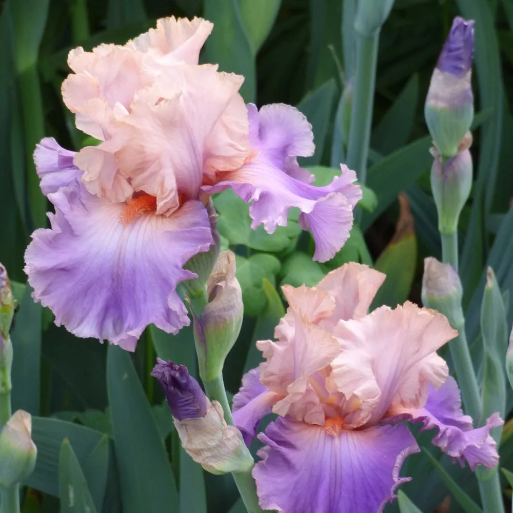VEGSOW Bearded Iris Bulbs - Discovered Treasure Perennial Rhizomes
