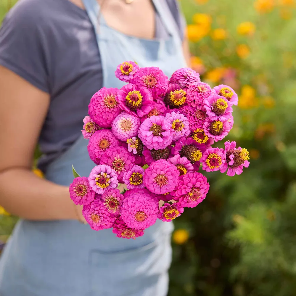 VEGSOW Lilliput Purple Zinnia Seeds - Annual Flower Seeds for Garden Planting